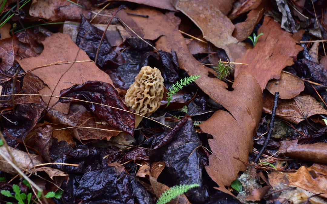 Morels and other fungi
