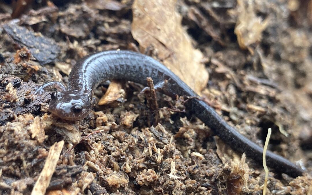 Something about a salamander…