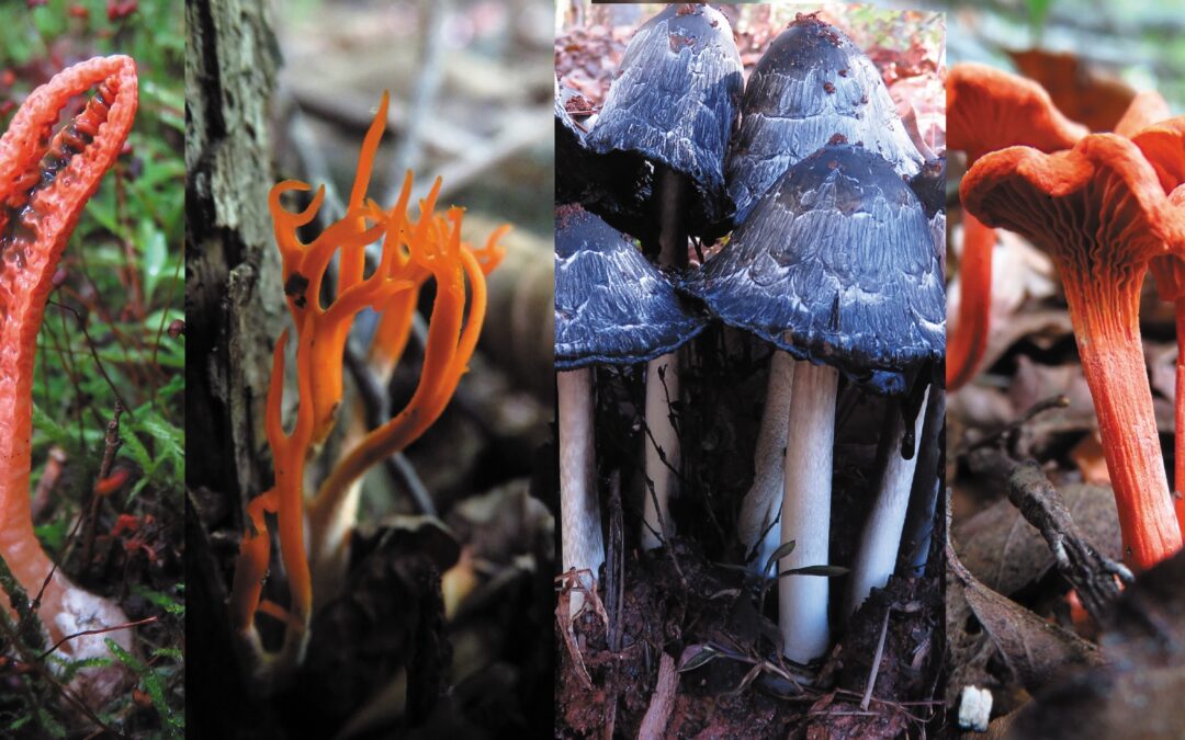 Mycology 101 for Gourmets