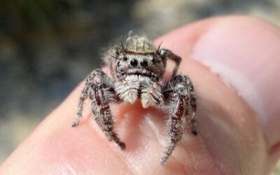 Meet a Friendly Spider