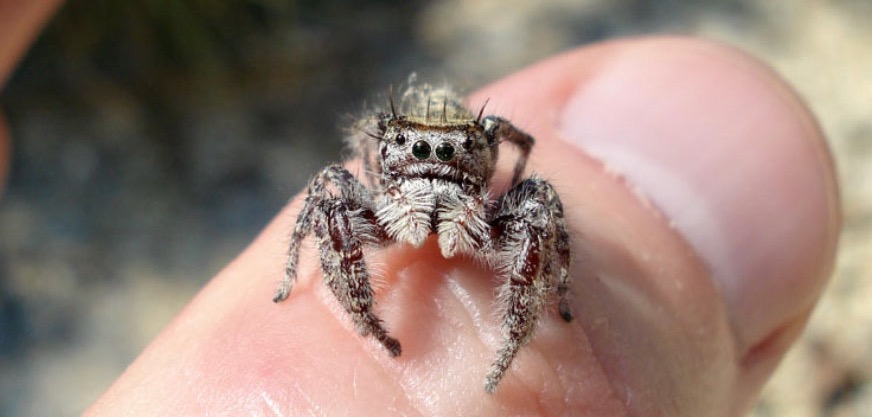 Meet a Friendly Spider