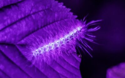 Making Caterpillars Glow — August 26