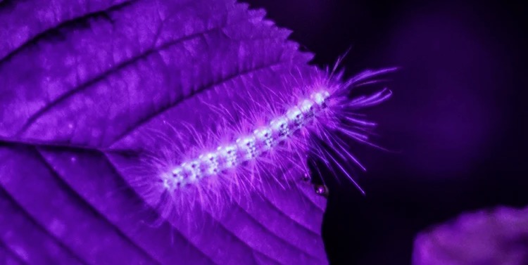 Making Caterpillars Glow — August 26