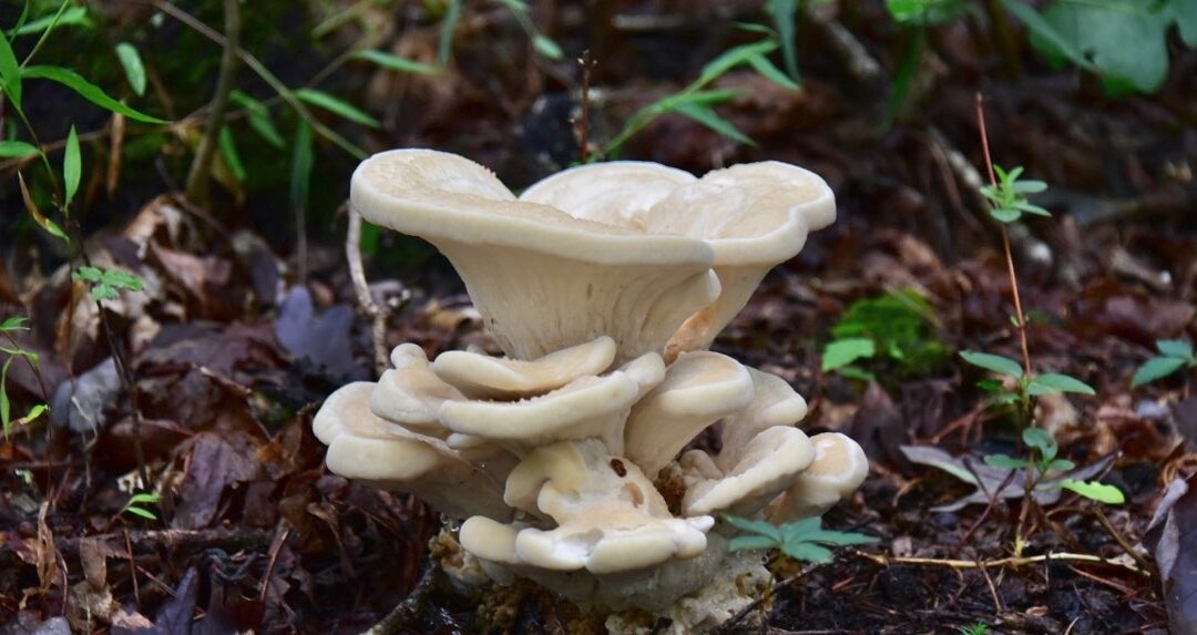 For Gourmets: Mycology 101 — Live!
