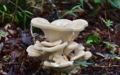 For Gourmets: Mycology 101 — Live!